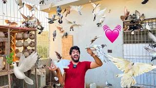 Mera Kabootar Dhoodhoo🤪🕊️| Pigeon World | Village Life