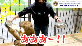 【ハプニング】🦁子ライオンに大好物のミルクをあげたら💦