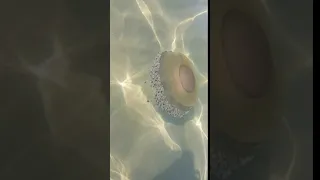 Le meduse piu rare che ho visto 😱🦑