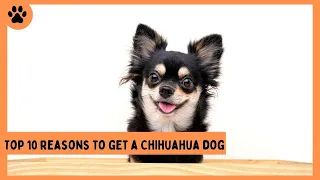 Top 10 Reasons To Get a Chihuahua Dog