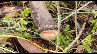 Shed hunting Southern Oregon Blacktail Country! Hard White Sheds And Browns Ep.1 of 2024 season