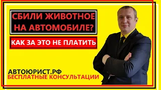 Сбил животное на автомобиле