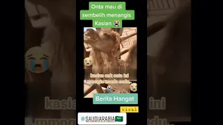 viral unta menangis tersedu sedu ketika akan di sembelih 😭