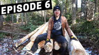 Building A Log Cabin | Ep. 6 | We have 40 logs! Halfway there