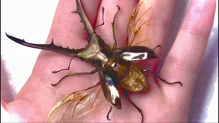 Bug Unpinning -Golden Stag Beetle Edition