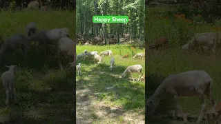 Happy sheep on new pasture