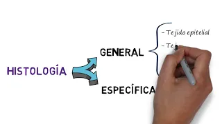 INTRODUCCIÓN A LA HISTOLOGÍA