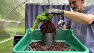 YOU can Make GREAT BONSAI from CHEAP NURSERY STOCK.  24-May-2024