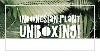 UNBOXING PLANTS FROM INDONESIA!