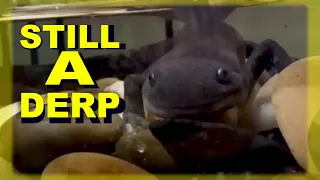 Morphed Axolotl:2 YEAR UPDATE.