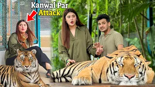 Kanwal Par Kiya Tiger Ne Attack 😭 |  Tiger Ky Itna Pass First Time Gye