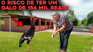 O TRISTE FIM DO GALO BRASILEIRO MAIS CARO DO MUNDO - $154 MIL!