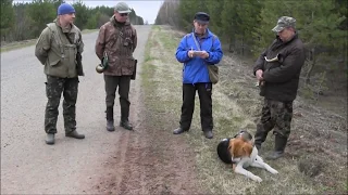 "Весенние голоса выжлецов на Вятке" весна 2013г Киров .Русская пегая гончая Бим Уланова С.И.