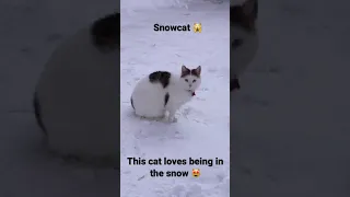 Cat can’t stop playing in the snow #shorts #snowcat #adorablecat
