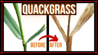 How to manage quackgrass in your lawn//updated