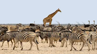 Wild Life -  Serengeti National Park Documentary (Full HD 1080p)