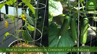 How to Grow Cucumbers in Containers / on the Balcony | From Seed to Harvest