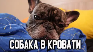 Французский бульдог в КРОВАТИ. Можно ли спать с хозяином?