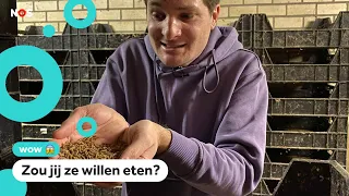 Meelwormen in je eten? Het mag vanaf nu