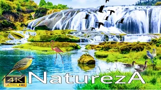 🎶4K UHD VÍDEO Natureza,Imagens de Árvores, pássaros,Rios,Montanhas ,e Música Relaxante