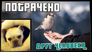 Потрачено. Друг Человека. Лучшие приколы 2021, смешные видео и фейлы