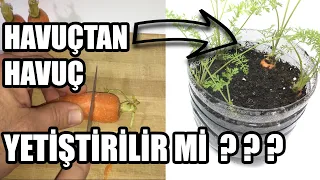 Havuçtan Havuç Yetiştirilir mi ? | havuçtan havuç yetiştirmek