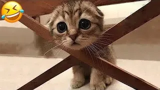 New Funny Animals 😂 Funniest Cats and Dogs Videos 😺🐶 PART 58