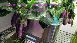 Grow Fairy Tale Eggplant in Aerogarden Harvest