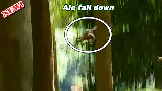 Breaking heart! Poor baby Ale fall from high tree again by no help/ Ale deep hurt till s-eizure