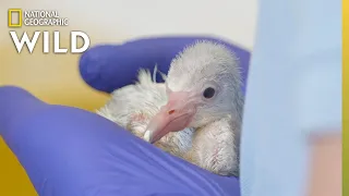 Flamingo Chick Check-Up | Secrets of the Zoo