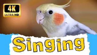Cockatiel singing in best quality 4K  |  Make your cockatiel Happy