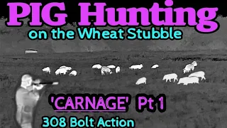 PIG Hunting • 'CARNAGE' Pt1 • On The Wheat Stubble • 308 Bolt Action