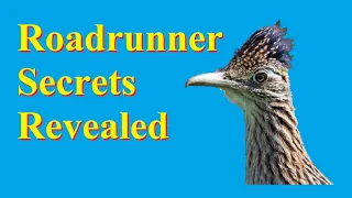 Surprising Facts About the Greater Roadrunner