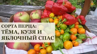 Перцы Тёма, Кузя и Яблочный спас / Огород в контейнерах / Ругаю фирму Поиск