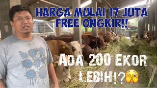 Update Harga Sapi Qurban Jakarta 2023, Viral Termurah, Terbesar di Jakarta ⁉️