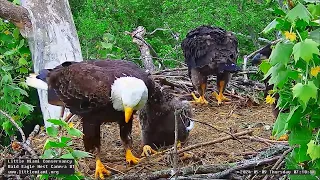 Little Miami Conservancy Bald Eagle 09.05.2024 07:07