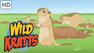 Wild Kratts - Holes | Kids Videos