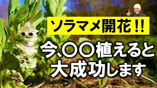 ソラマメの花が咲いたら○〇植えて‼