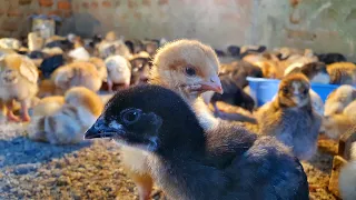 Brooding Kuroiler Chickens | A Different Perspective