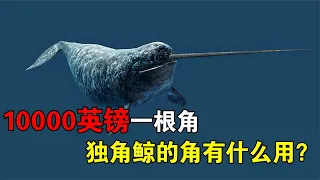 10000英镑一根角，独角鲸的角有什么用？为何水族馆里不养独角鲸