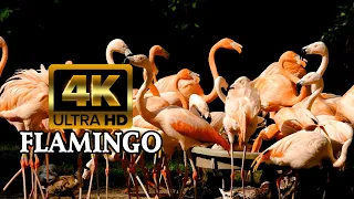 4k VIDEO ULTRA HD - FLAMINGO | VIDEO 4K