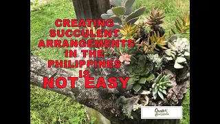 Creating succulent arrangements in the Philippines, is not easy!