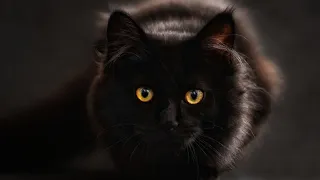 КОТЫ 2020 Смешные коты и котики – Смешные кошки – Funny Cats