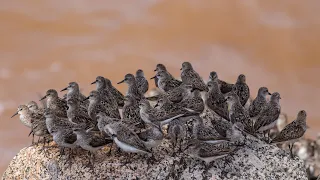 Sharing the Coast with Shorebirds