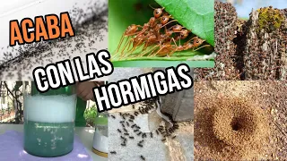 EN 5 MINUTOS ELIMINA el 100% de HORMIGAS de CASA, PLANTAS Y JARDÍN con ESTE Remedio CASERO! FACIL