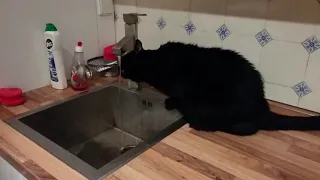 Умный кот отрывает кран / Smart Cat Opens Tap to Drink Water