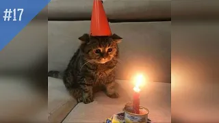 #17 FUNNY PETS / СМЕШНЫЕ ВИДЕО 2020 / Я РЖАЛ ПОЛЧАСА / СМЕШНЫЕ ЖИВОТНЫЕ