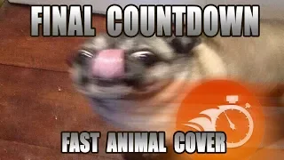 Europe - Final Countdown (Fast Animal Cover) [done within an hour]