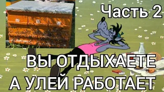 УНИКАЛЬНЫЙ УЛЕЙ ДЛЯ КАЖДОГО , практика