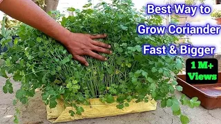 Right way to Grow coriander fast & bigger at Home / Best Way To Grow Coriander